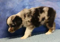 Tiny Tot - Blue Merle Male, a male Toy Australian Shepherd for sale in Lawton, OK – 10 of 10