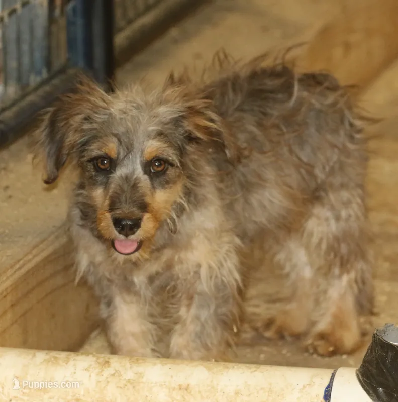 Blair - Dilute Silver – Miniature Australian Shepherd, Miniature Bernedoodle puppy for sale in Lawton, OK