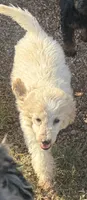 CT - Cream Parti Female, a female Goldendoodle for sale in Lawton, OK – 2 of 10