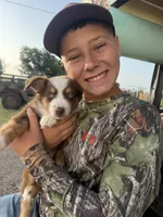 Reddy, a female Miniature Australian Shepherd for sale in Lawton, OK – 10 of 10