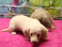 Daisy - Cream Female, a female Miniature Dachshund for sale in Lawton, OK – 5 of 10