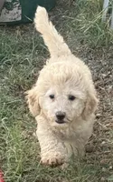 CT - Cream Female, a female Goldendoodle for sale in Lawton, OK – 2 of 10