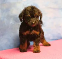 Freckles - Black Phantom Female, a female Miniature Aussiedoodle for sale in Lawton, OK – 2 of 5