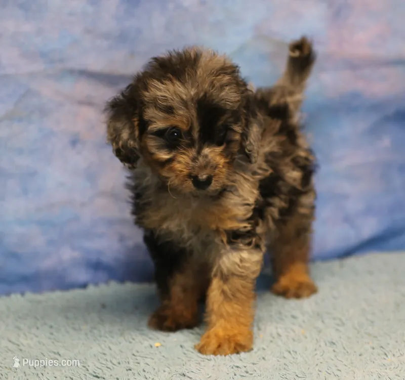 Freckles - Blue Merle Male 1 – Miniature Aussiedoodle puppy for sale in Lawton, OK