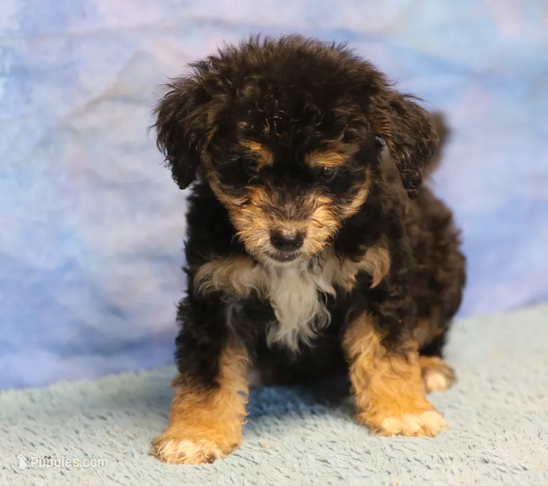 Freckles - Black Phantom Male 1 – Miniature Aussiedoodle puppy for sale in Lawton, OK