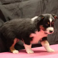Penny - BET Black Tri Female 1, a female Miniature Australian Shepherd for sale in Lawton, OK – Photo 6 of 8