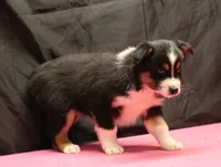 processed/36180fa9-48bf-43b5-bd6c-12d254bd4cc7/listing/7ccb063a-8610-46f4-b31a-eeaaa299d838/11d71452-ebf4-4893-a7a5-036e54d81ea9