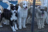 Penny - BET Black Tri Female 1, a female Miniature Australian Shepherd for sale in Lawton, OK – 2 of 10