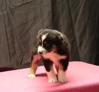 processed/36180fa9-48bf-43b5-bd6c-12d254bd4cc7/listing/7ccb063a-8610-46f4-b31a-eeaaa299d838/207ec15b-0c74-47e8-b25d-b37d8c148c0b