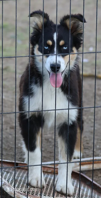 Penny - BET Black Tri Female 1 – Miniature Australian Shepherd puppy for sale in Lawton, OK