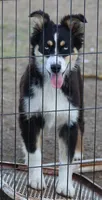Penny - BET Black Tri Female 1, a female Miniature Australian Shepherd for sale in Lawton, OK – 1 of 10