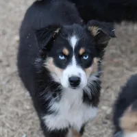 Penny - BET Black Tri Female 1, a female Miniature Australian Shepherd for sale in Lawton, OK – Photo 3 of 8