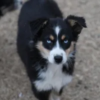 Penny - BET Black Tri Female 1, a female Miniature Australian Shepherd for sale in Lawton, OK – Photo 2 of 8