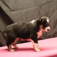 Penny - BET Black Tri Female 1, a female Miniature Australian Shepherd for sale in Lawton, OK – Photo 8 of 8