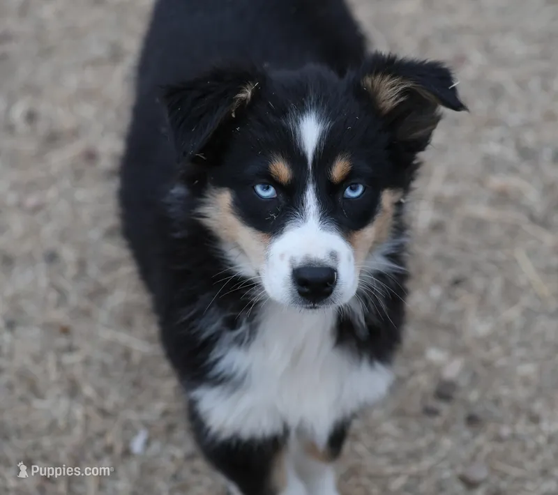 Penny - BET Black Tri Female 1