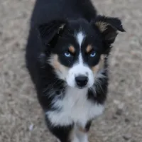 Penny - BET Black Tri Female 1, a female Miniature Australian Shepherd for sale in Lawton, OK – Photo 1 of 8