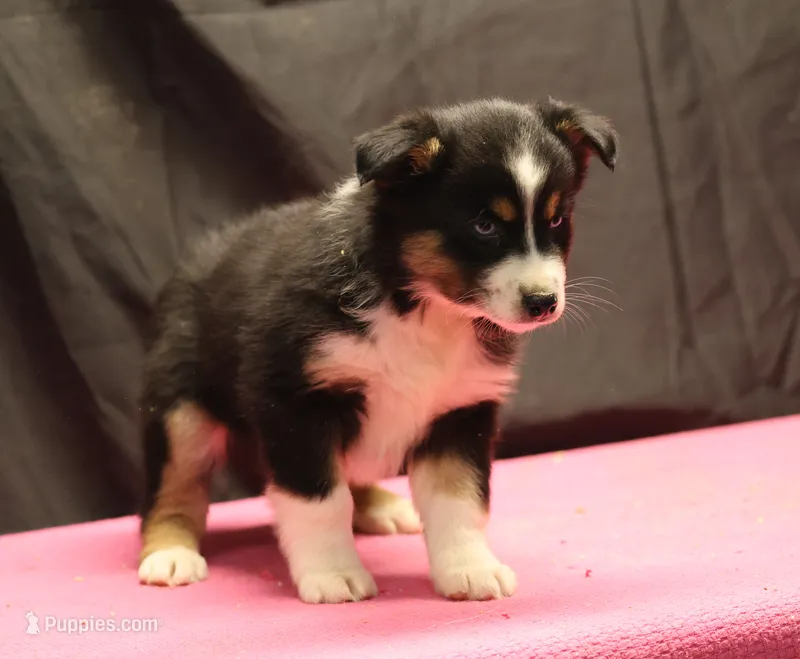 Penny - BET Black Tri Female 1