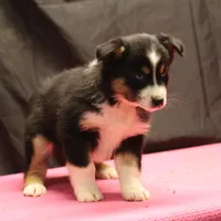 Penny - BET Black Tri Female 1, a female Miniature Australian Shepherd for sale in Lawton, OK – Photo 5 of 8