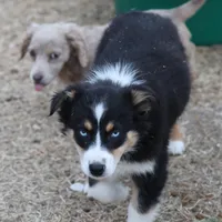 Penny - BET Black Tri Female 1, a female Miniature Australian Shepherd for sale in Lawton, OK – Photo 4 of 8