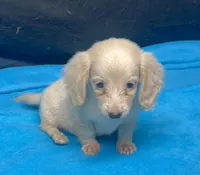 Molly - Cream Male, a male Miniature Dachshund for sale in Lawton, OK – 1 of 1