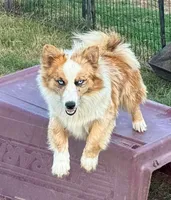 Dally - Red Merle Male, a male Pembroke Welsh Corgi and Miniature Australian Shepherd for sale in Lawton, OK – 1 of 10
