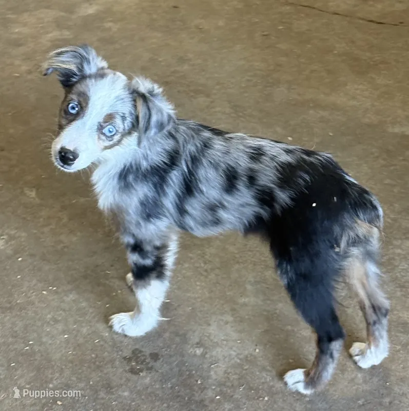 Tiny Tot OG - Blue Merle Female – Toy Australian Shepherd puppy for sale in Lawton, OK