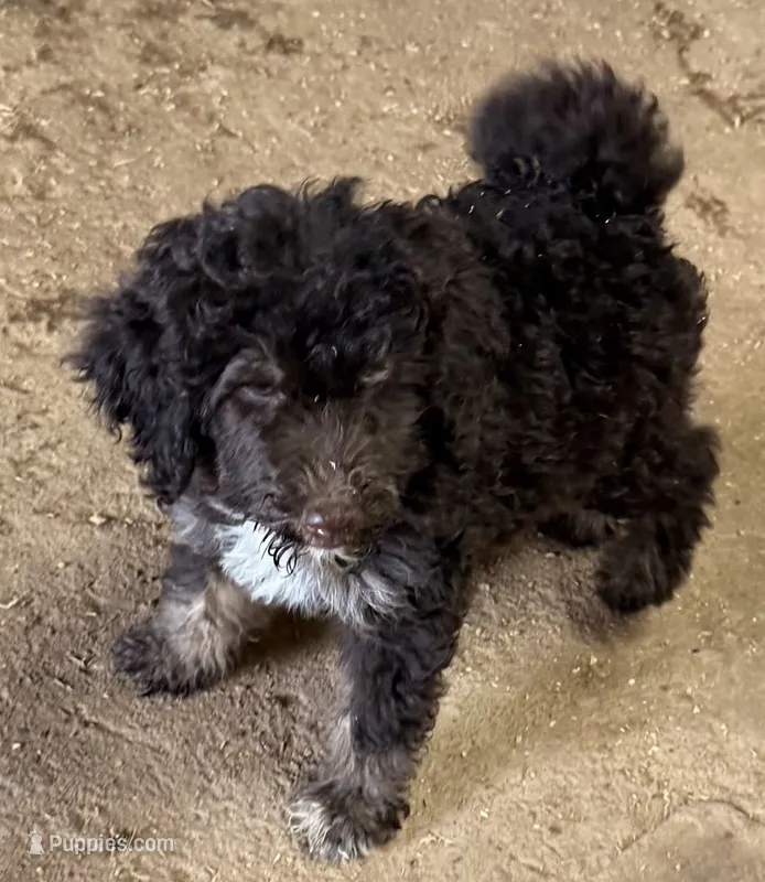 CT - Chocolate Phantom Female  – Goldendoodle puppy for sale in Lawton, OK