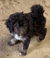 CT - Chocolate Phantom Female , a female Goldendoodle for sale in Lawton, OK – 1 of 4