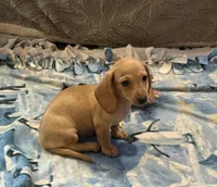 Audi - Cream Female, a female Miniature Dachshund for sale in Lawton, OK – 2 of 9