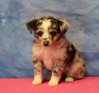 Tiny Tot - Blue Merle Female, a female Toy Australian Shepherd for sale in Lawton, OK – 2 of 8
