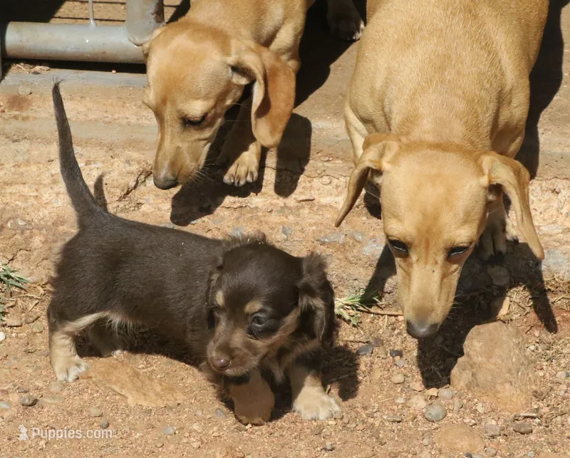 Chloe - Chocolate & Cream , a female Miniature Dachshund for sale in Lawton, OK – 1 of 3