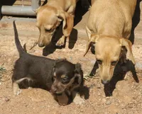 Chloe - Chocolate & Cream , a female Miniature Dachshund for sale in Lawton, OK – 1 of 3