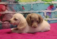 Daisy - Isabella Female, a female Miniature Dachshund for sale in Lawton, OK – 5 of 10