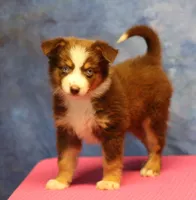 Reddy, a female Miniature Australian Shepherd for sale in Lawton, OK – 5 of 8
