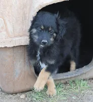Okie - Black Tri Male, a male Toy Australian Shepherd and Miniature Aussiedoodle for sale in Lawton, OK – 3 of 9