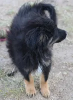 Okie - Black Tri Male, a male Toy Australian Shepherd and Miniature Aussiedoodle for sale in Lawton, OK – 4 of 9