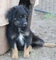 Okie - Black Tri Male, a male Toy Australian Shepherd and Miniature Aussiedoodle for sale in Lawton, OK – 5 of 9