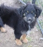 Okie - Black Tri Male, a male Toy Australian Shepherd and Miniature Aussiedoodle for sale in Lawton, OK – 8 of 9