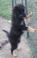 Okie - Black Tri Male, a male Toy Australian Shepherd and Miniature Aussiedoodle for sale in Lawton, OK – 6 of 9