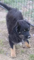 Okie - Black Tri Male, a male Toy Australian Shepherd and Miniature Aussiedoodle for sale in Lawton, OK – 9 of 9