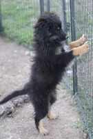 Okie - Black Tri Male, a male Toy Australian Shepherd and Miniature Aussiedoodle for sale in Lawton, OK – 7 of 9