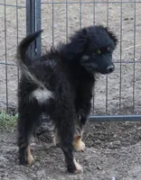 Okie - Black Tri Male, a male Toy Australian Shepherd and Miniature Aussiedoodle for sale in Lawton, OK – 2 of 9