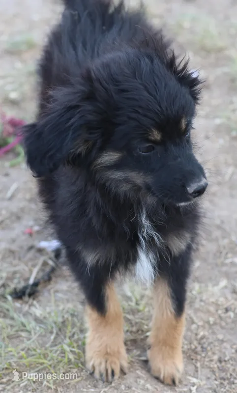 Okie - Black Tri Male – Toy Australian Shepherd, Miniature Aussiedoodle puppy for sale in Lawton, OK