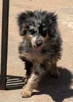 Freckles - Blue Merle Male 1, a male Miniature Aussiedoodle for sale in Lawton, OK – 3 of 10