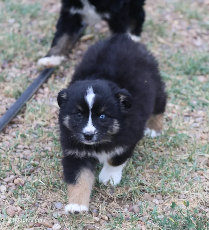 Oakley - Black Tri Female – Miniature Australian Shepherd puppy for sale in Lawton, OK