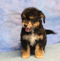 Freckles - Black Phantom Male 1, a male Miniature Aussiedoodle for sale in Lawton, OK – 7 of 10