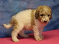 Tiffany - Merle Parti Female, a female Goldendoodle for sale in Lawton, OK – 8 of 9