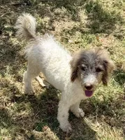 Tiffany - Merle Parti Female 3 , a female Goldendoodle for sale in Lawton, OK – 2 of 2