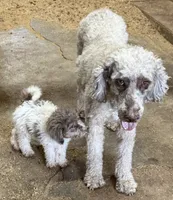 Tiffany - Merle Parti Female 3 , a female Goldendoodle for sale in Lawton, OK – 4 of 4
