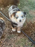 Oakley - Blue Merle Female 3, a female Miniature Australian Shepherd for sale in Lawton, OK – 10 of 10
